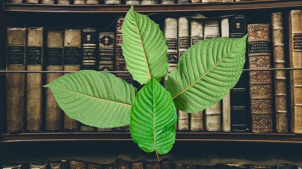 Historie a původ kratomu