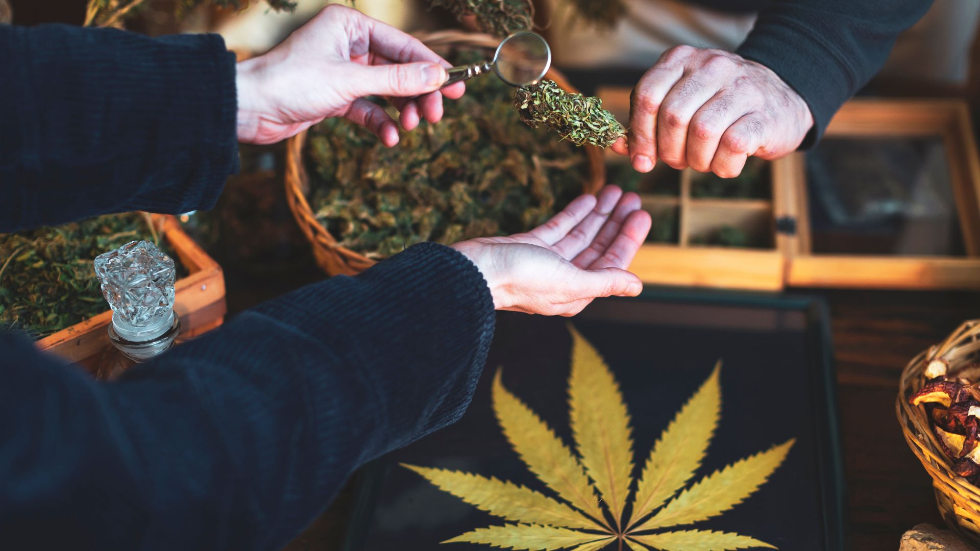 Jaké konopí je legální? Přehled povolených druhů a produktů