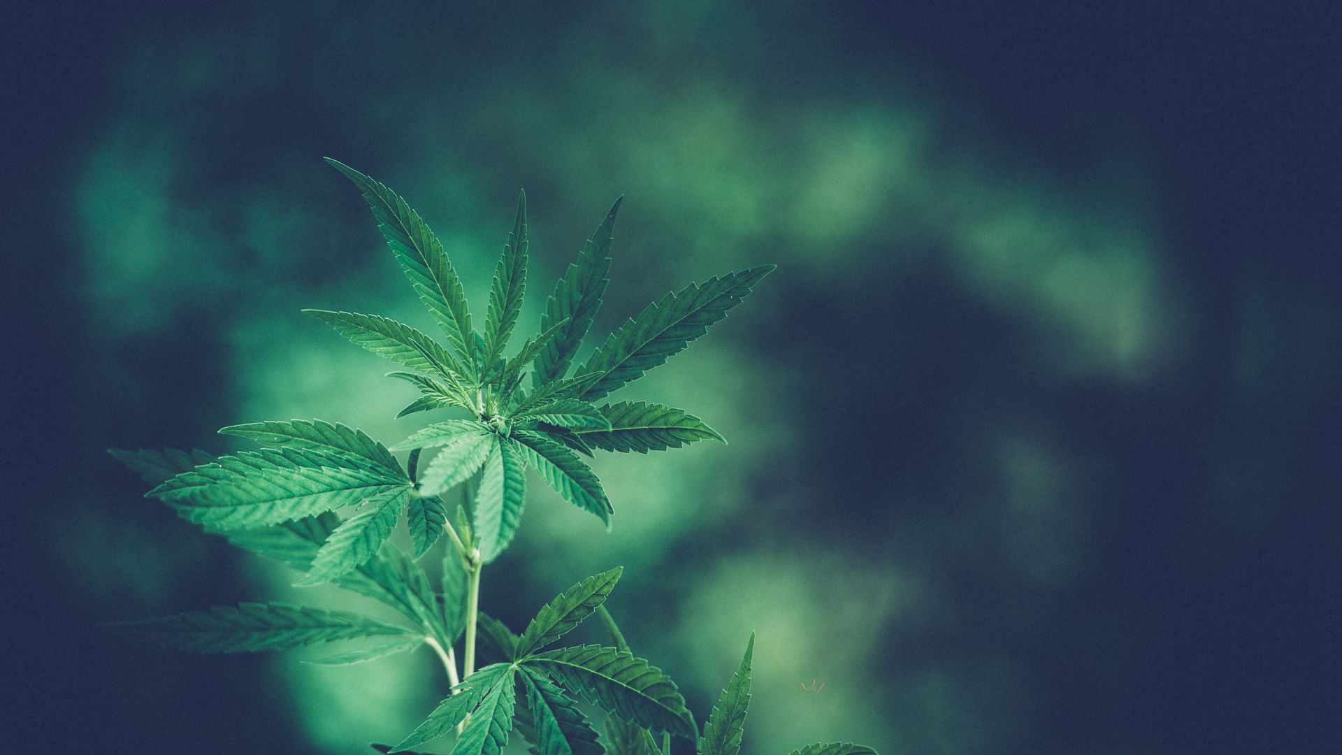 Co je THCX? Vše, co potřebujete vědět o tomto novém kanabinoidu