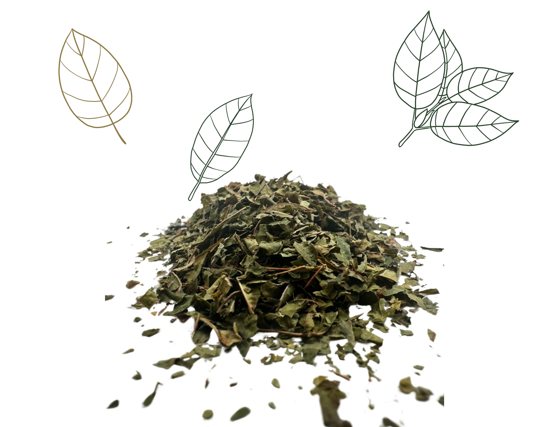 Drcené listy zeleného kratomu
