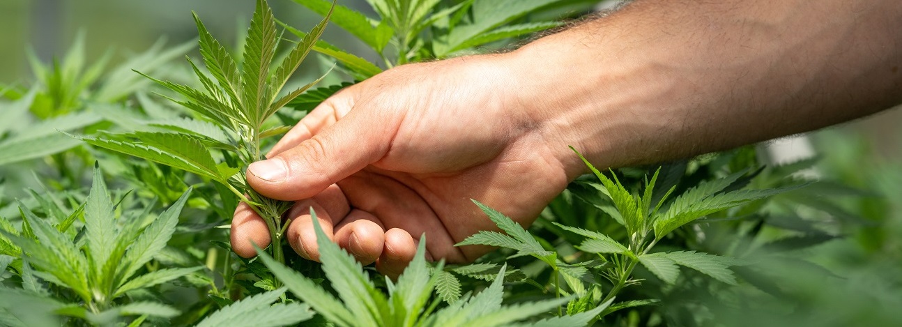 CBD květy