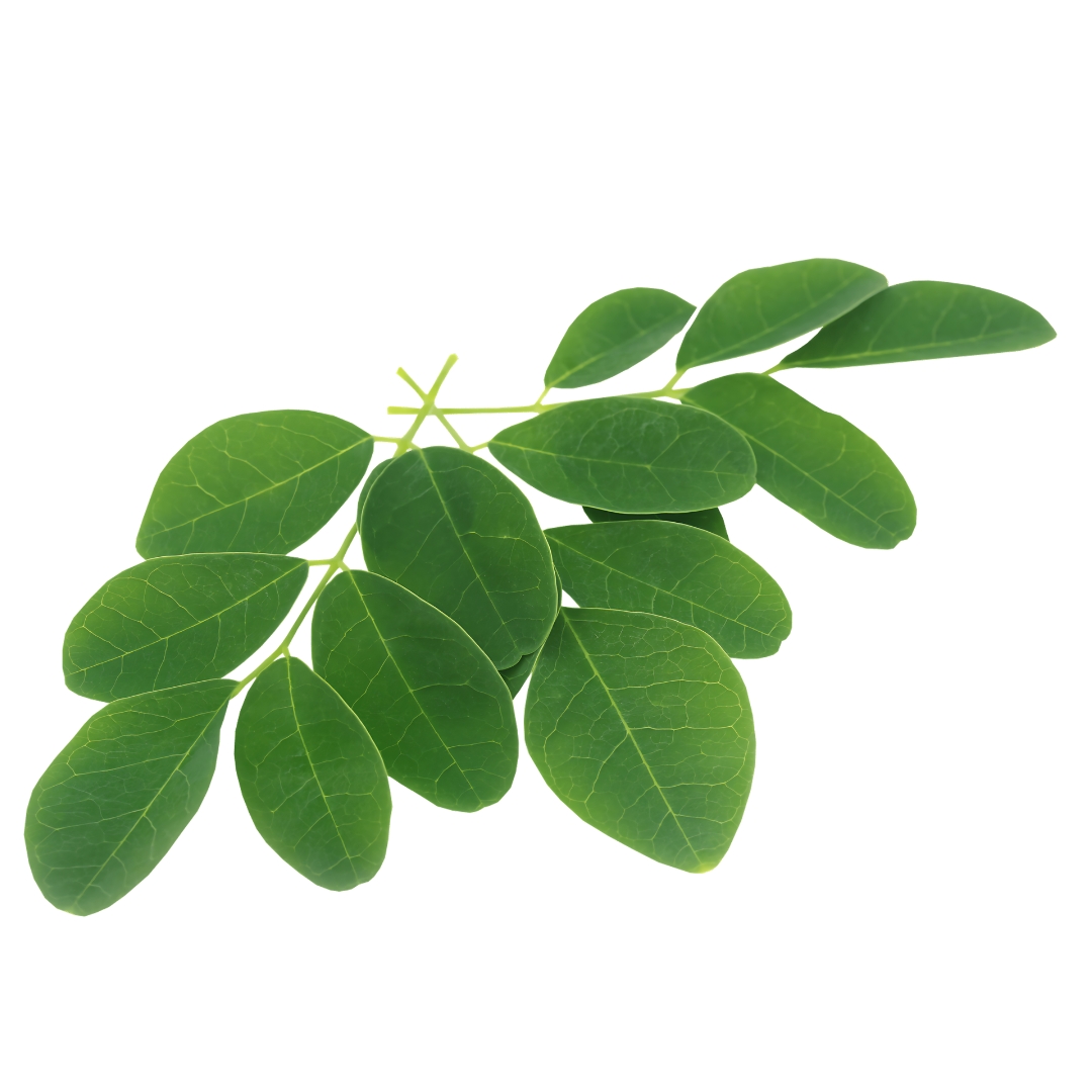 Moringa 