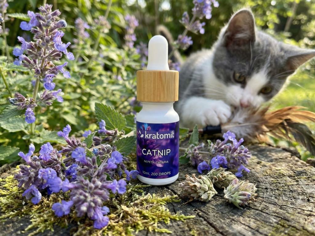 Catnip botanický sběratelský produkt