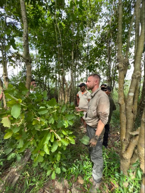 Kratom džungle a sběr