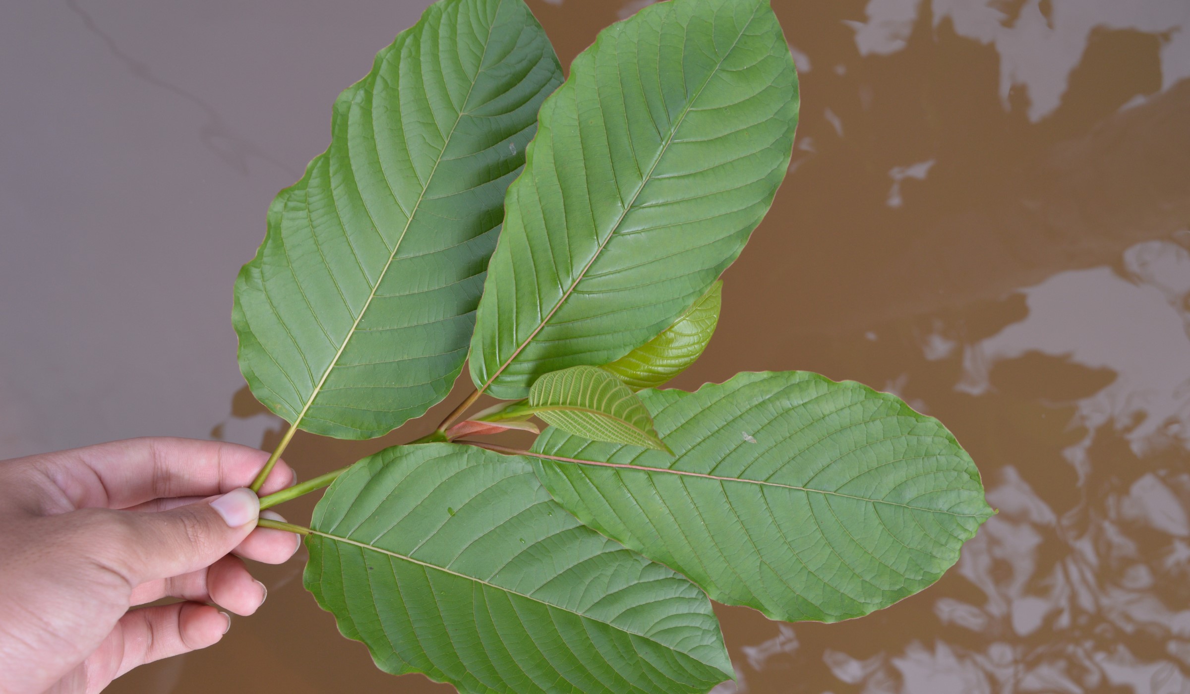 Zelené listy kratomu