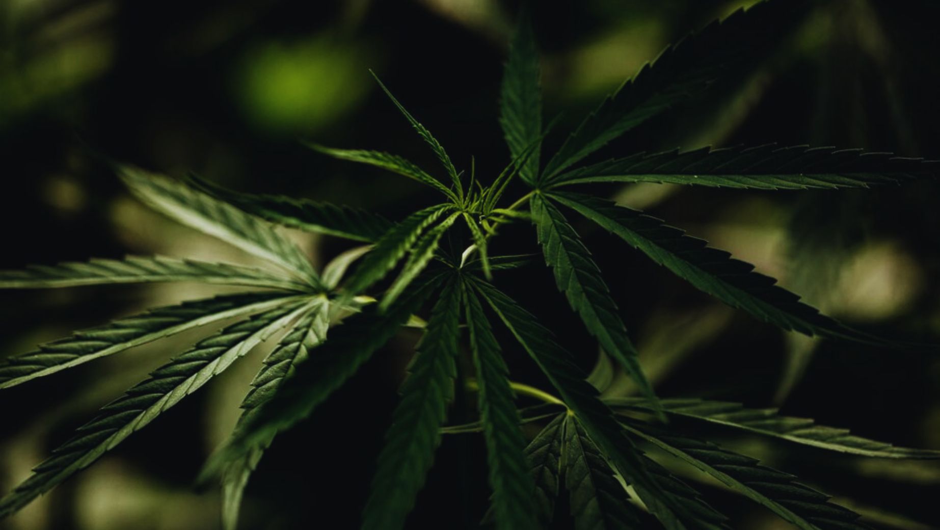 Legální marihuana