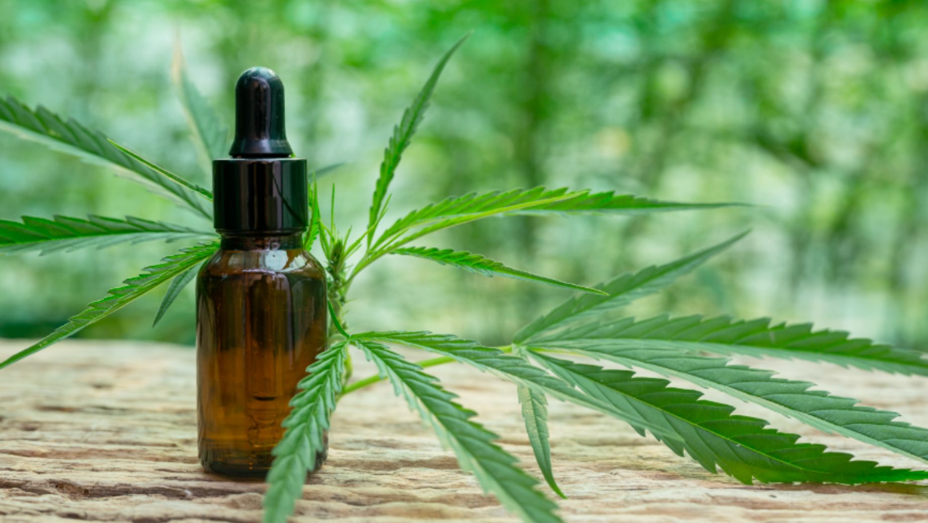 CBD olej