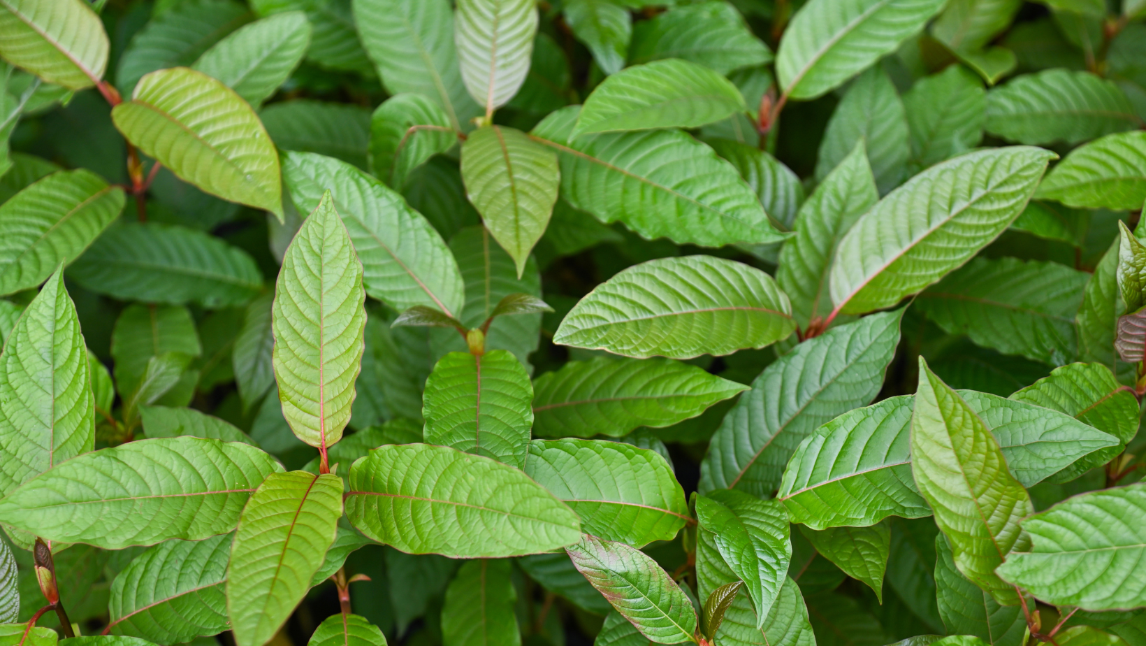 Lisovaný kratom
