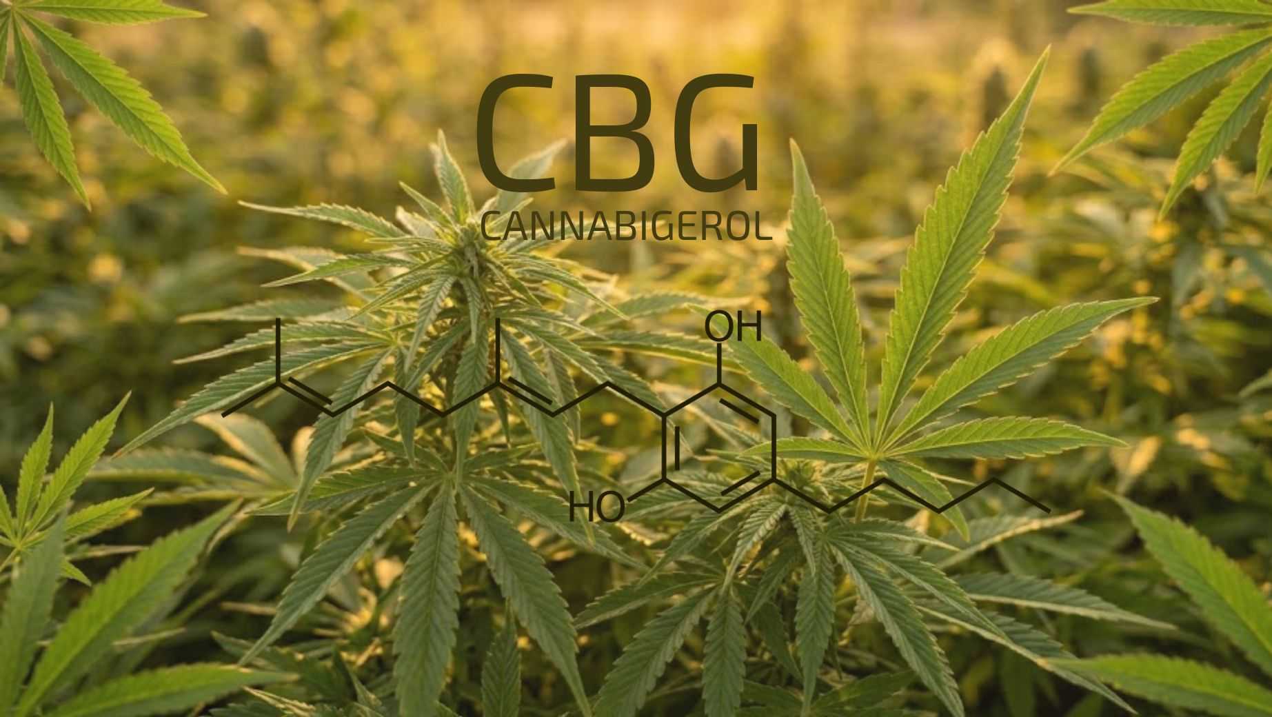 Was ist CBG (Cannabigerol)?