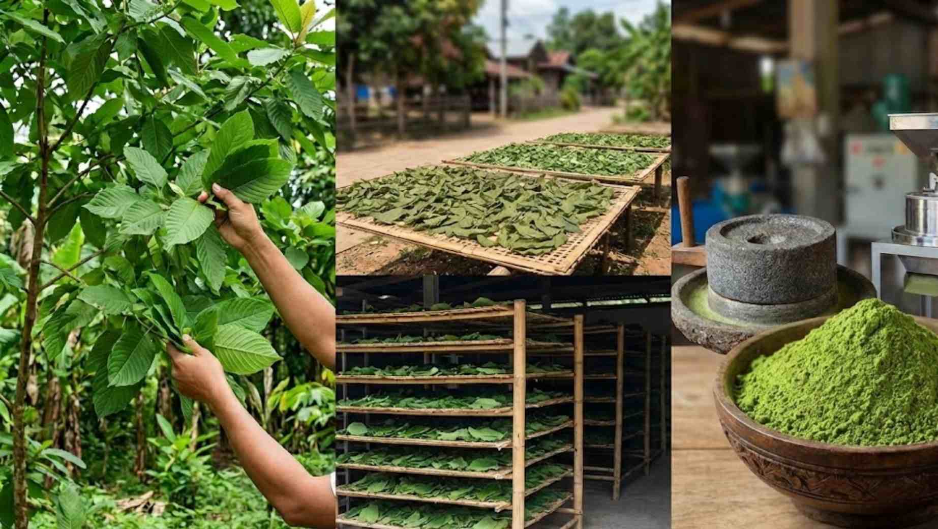 Wie wird Kratom verarbeitet? Vom Blatt zum Endprodukt