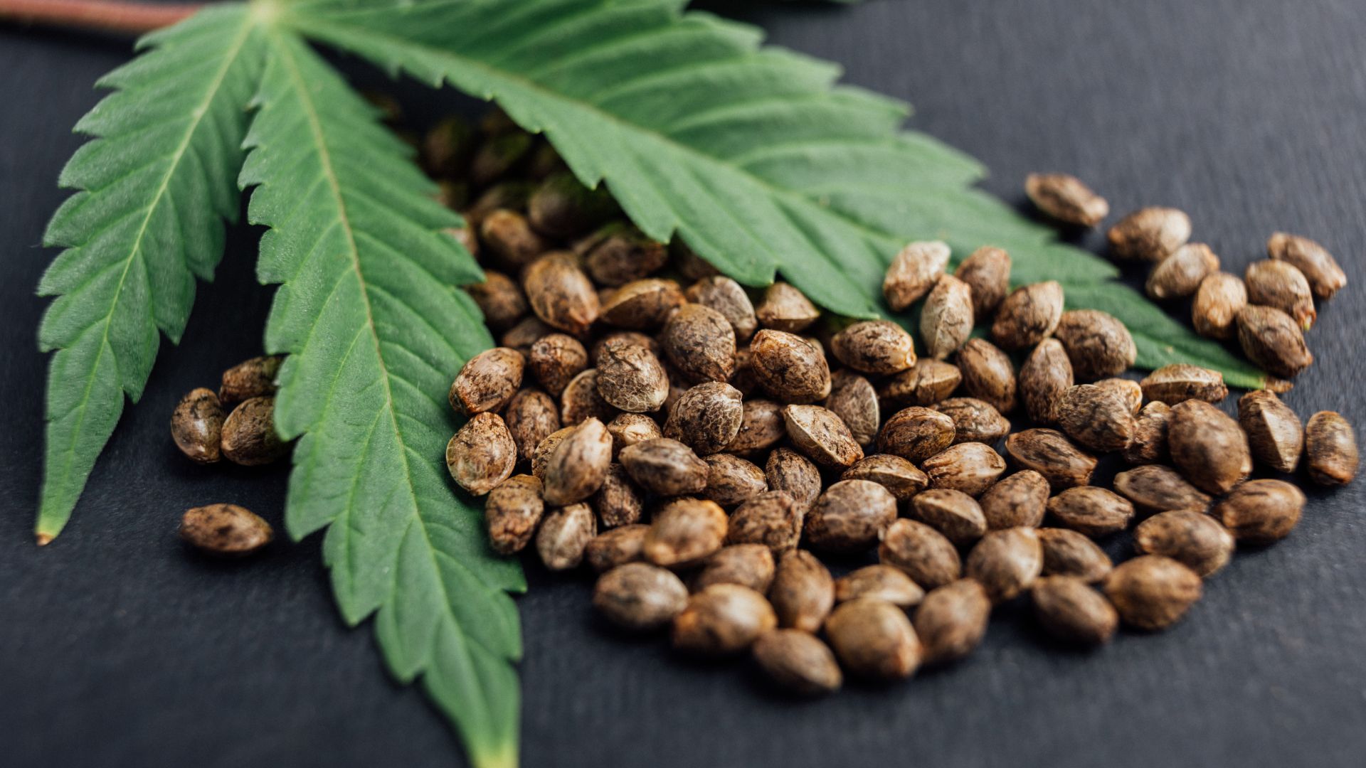 Indica, Sativa oder Autoflowering: Welche Hanfsamen passen zu Ihnen?