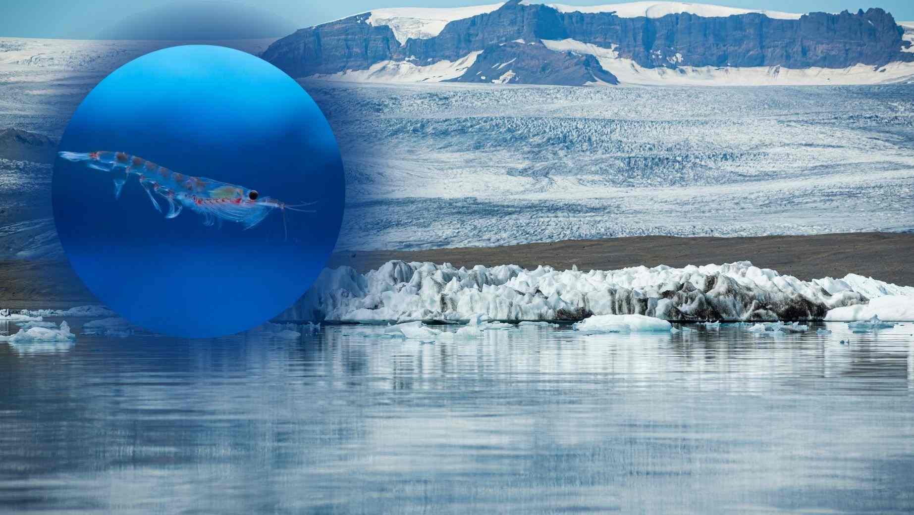 Antarktischer Krill: Was ist das, Wirkungen und die besten Omega-3-Fettsäuren