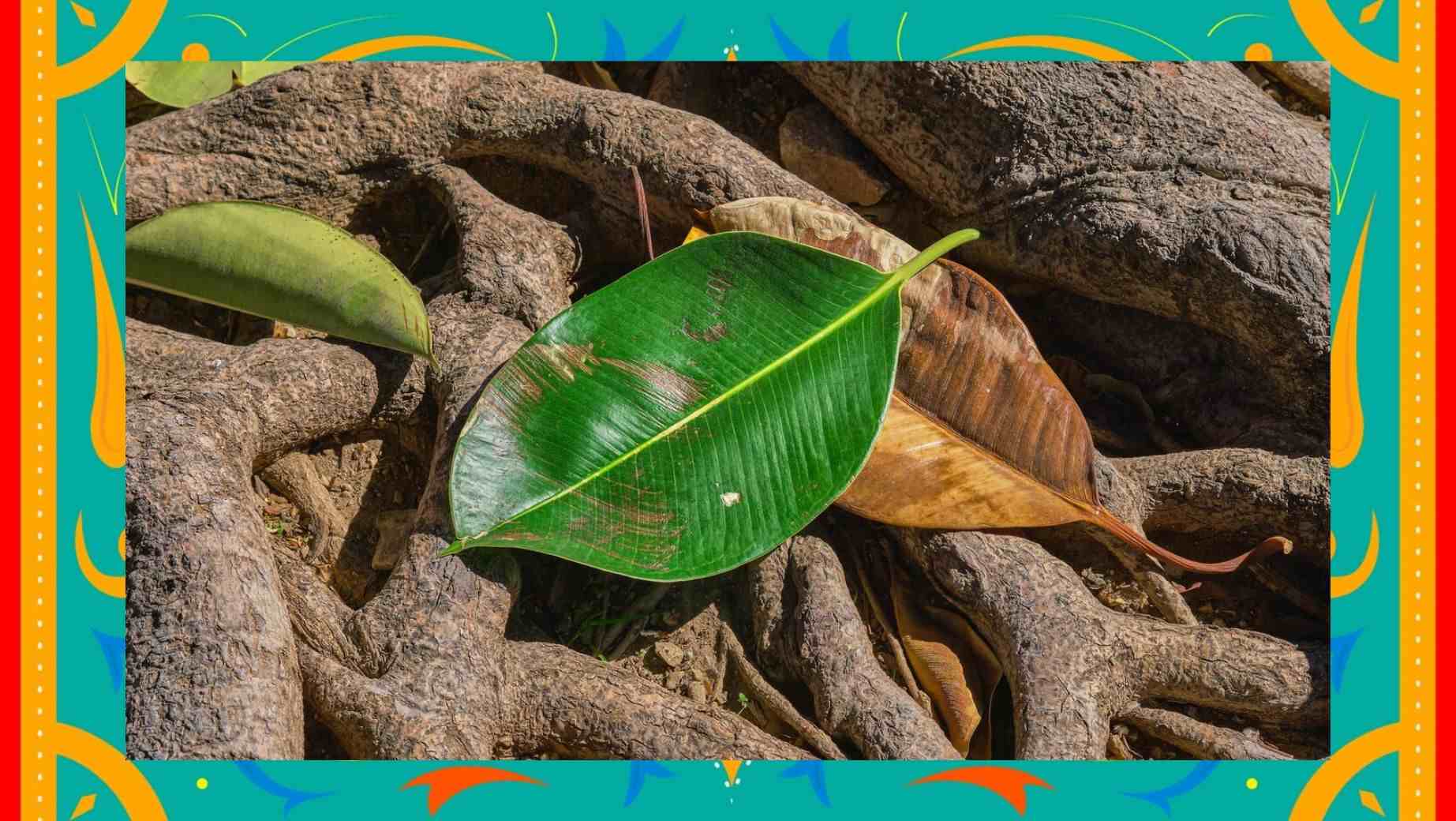 Was macht Betel und welche Wirkung hat es?