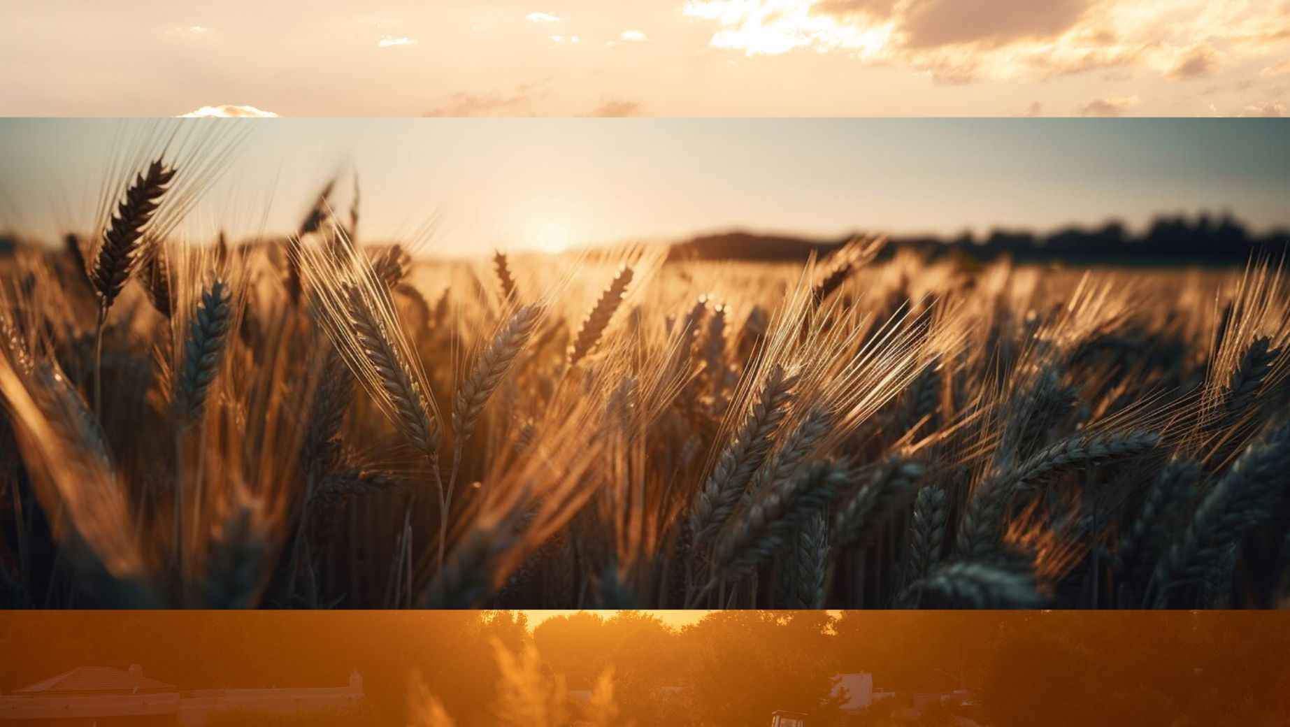 5 reasons why everyone should take Young Barley