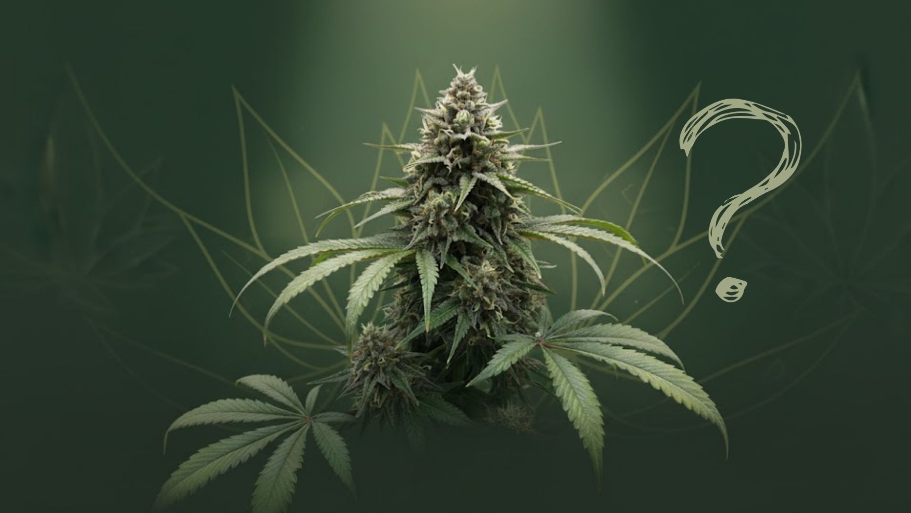 Milyen mellékhatásai lehetnek a 10-OH-HHC-nek?