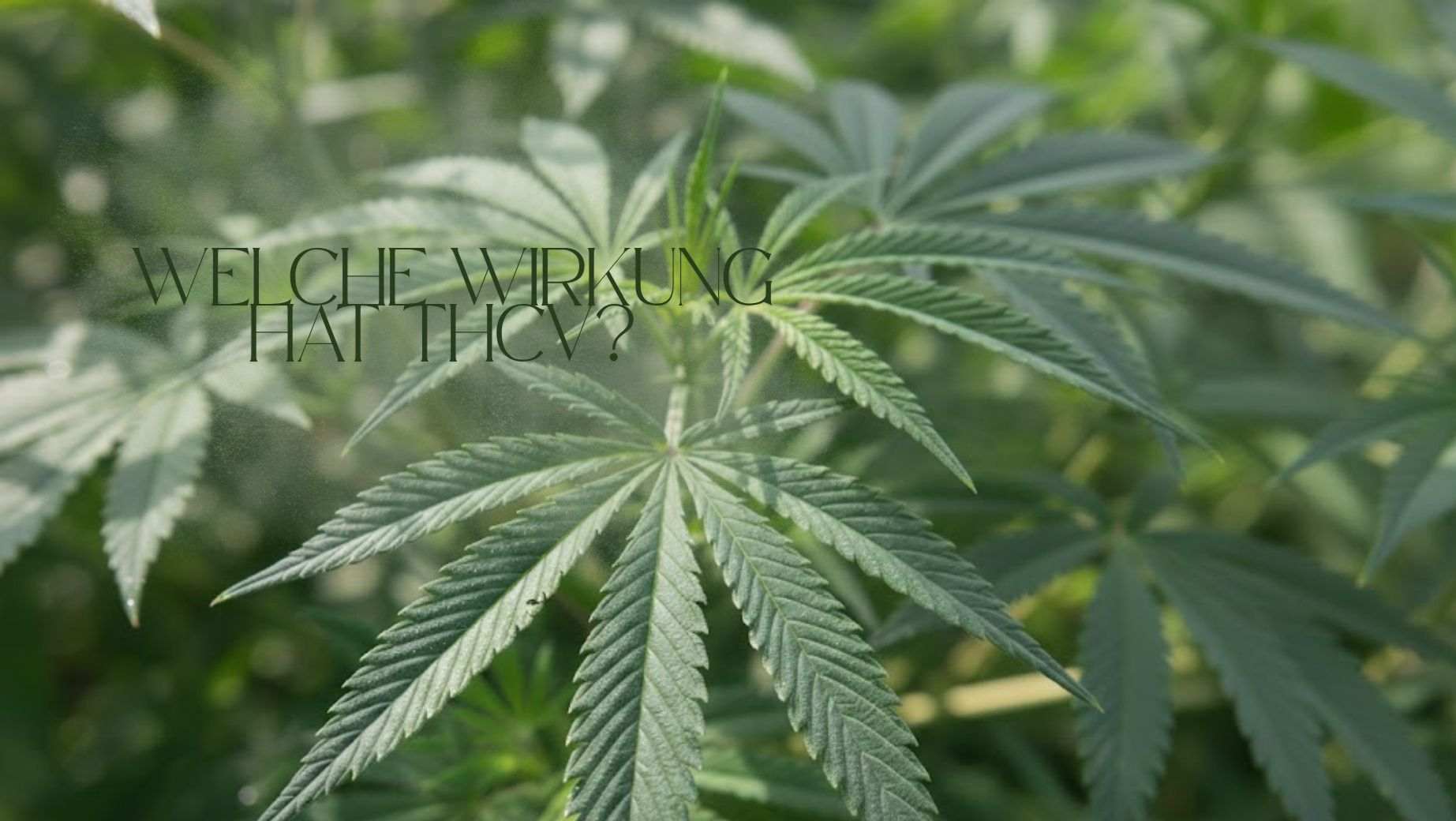Welche Wirkung hat THCV?