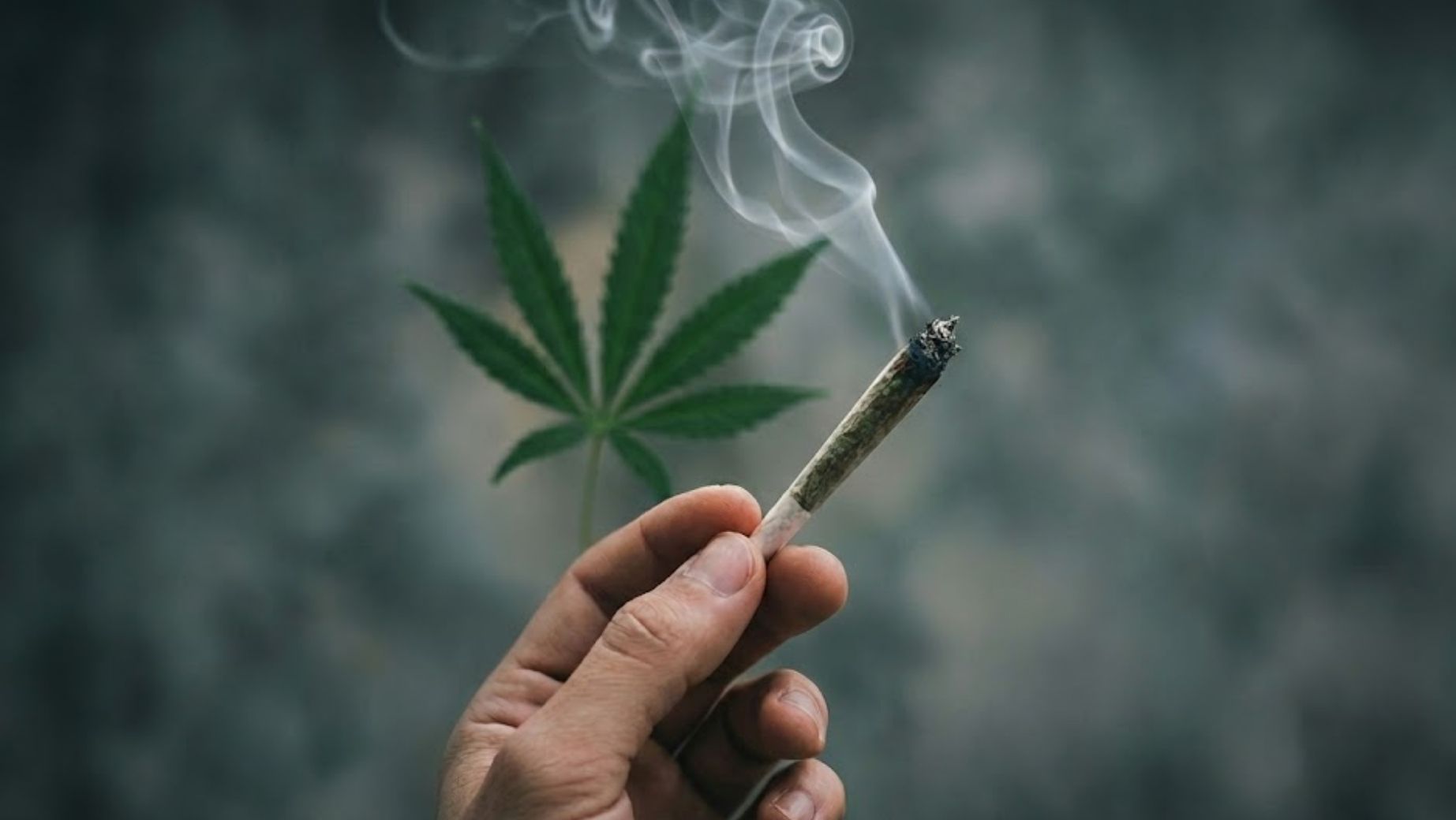 How harmful is using weed?