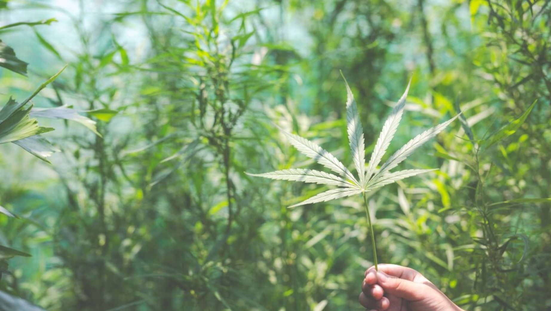 Mi a technikai kannabisz