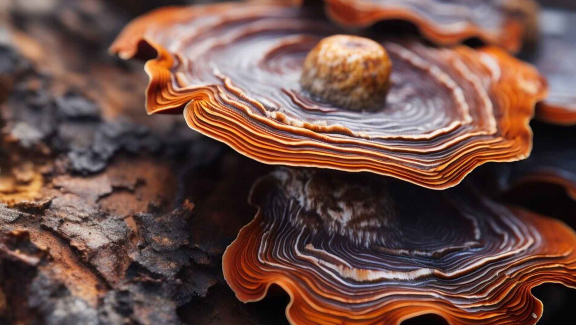 Why use Reishi and who should skip it?