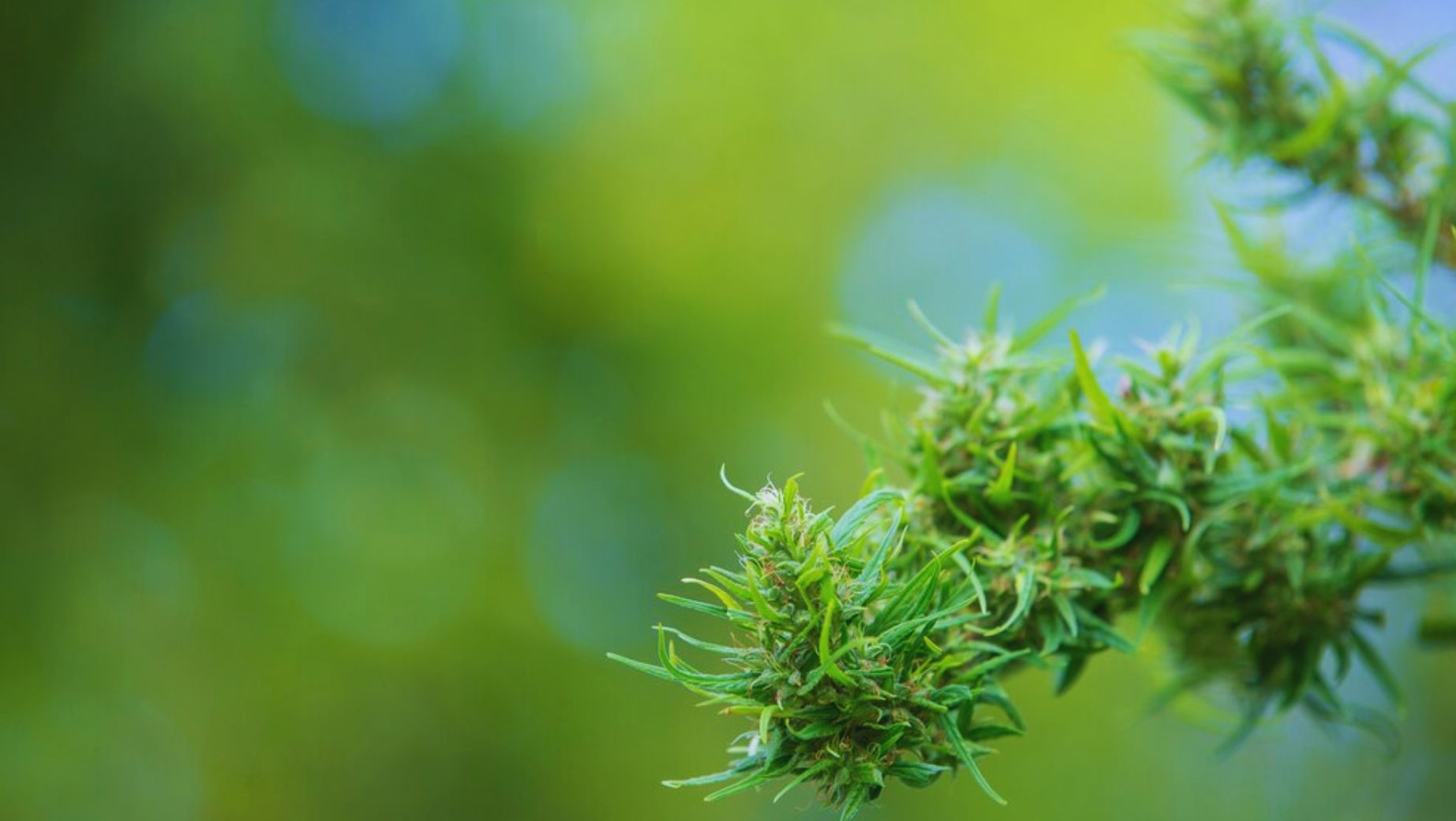 Mennyibe kerül egy gramm CBD?