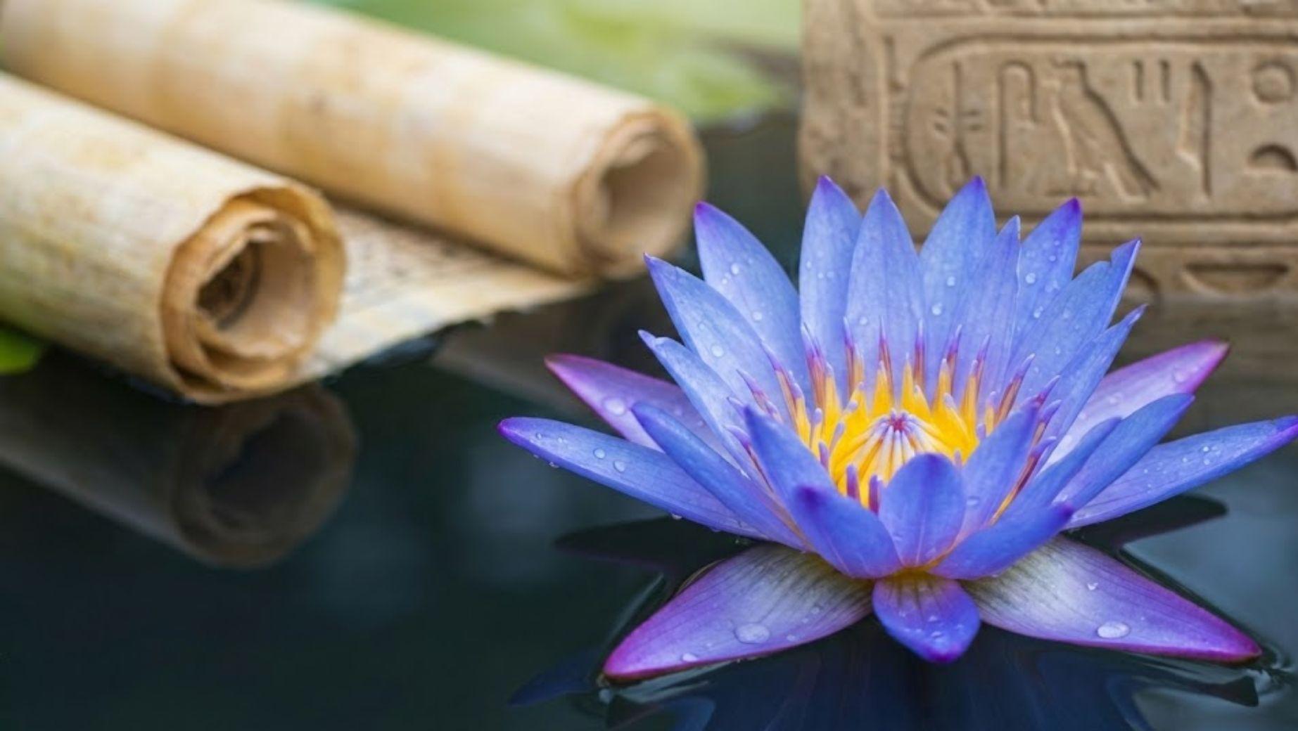 Jakie są działanie Blue Lotus?