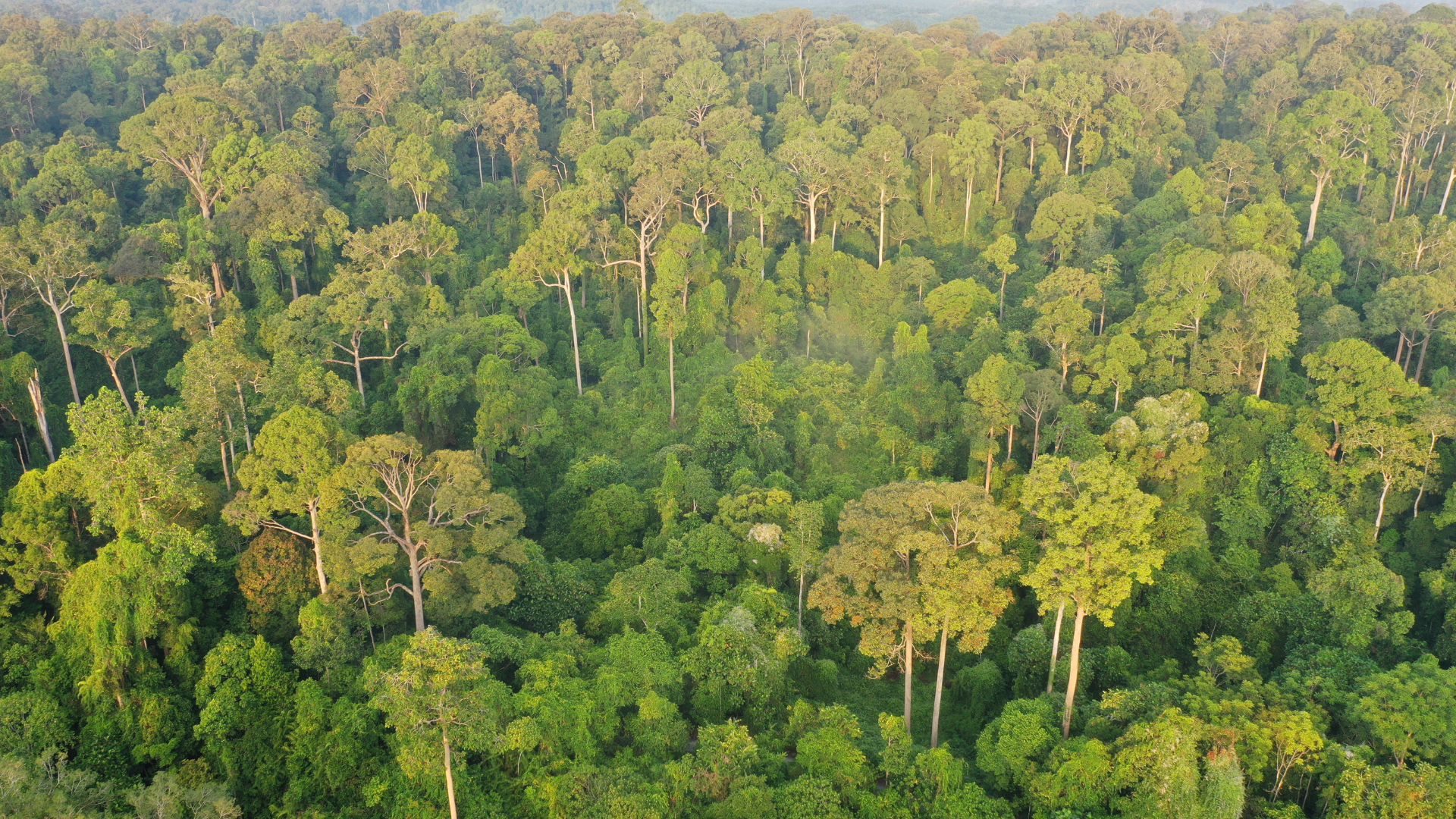 Journey to Borneo: Kratom expedition