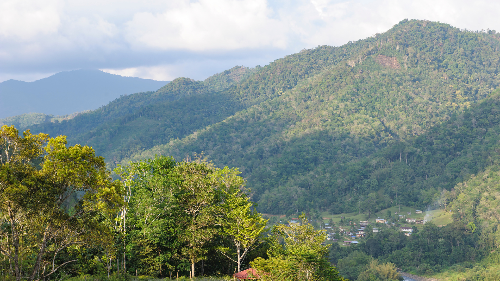 Borneo, wyspa Kratom