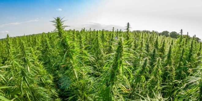 CBD: interessante Informationen zu Cannabis