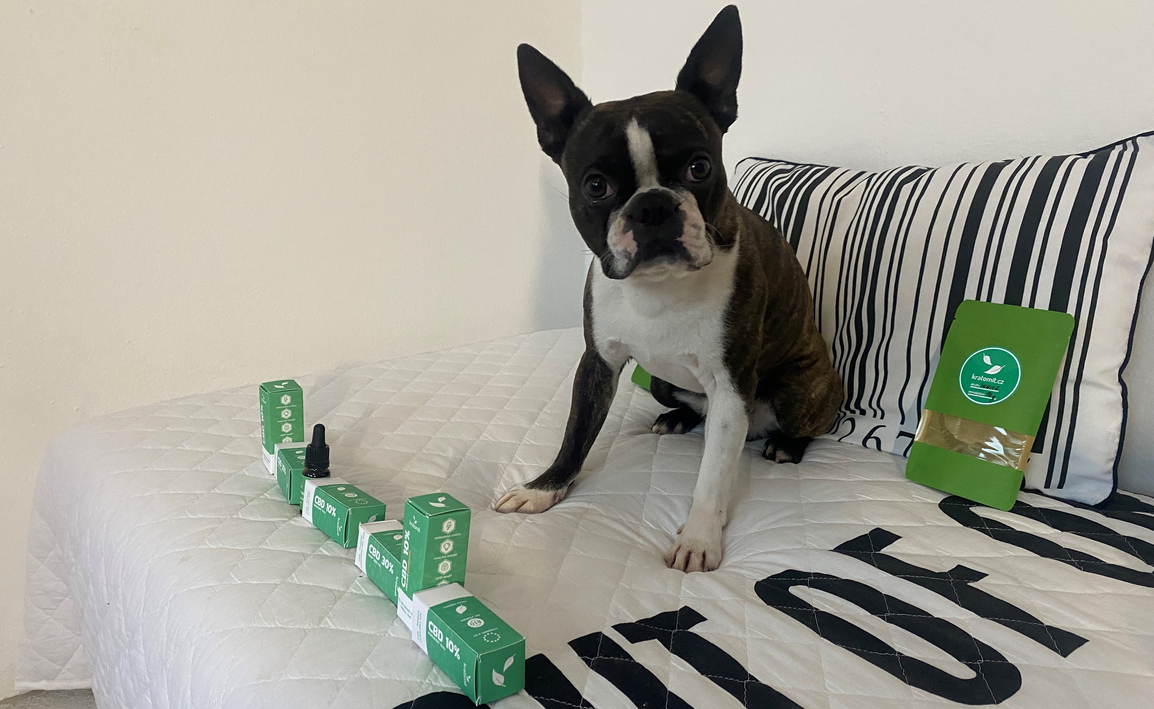 CBD-Öl für Hunde und Katzen: Was Sie wissen müssen