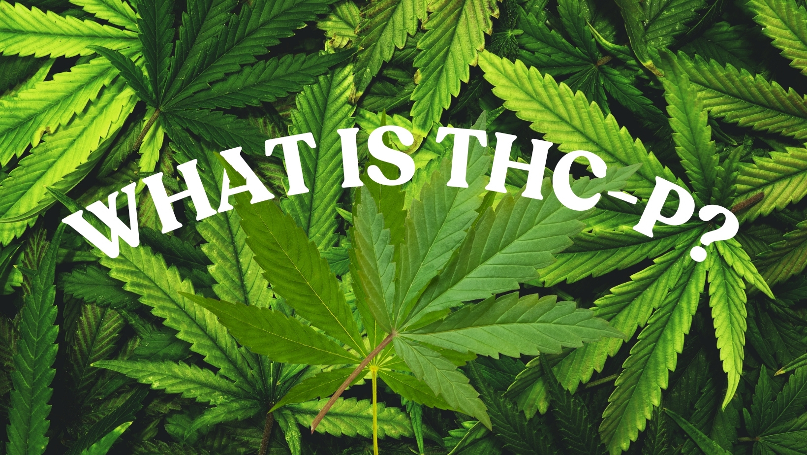 What is THC-P and what is its potential?