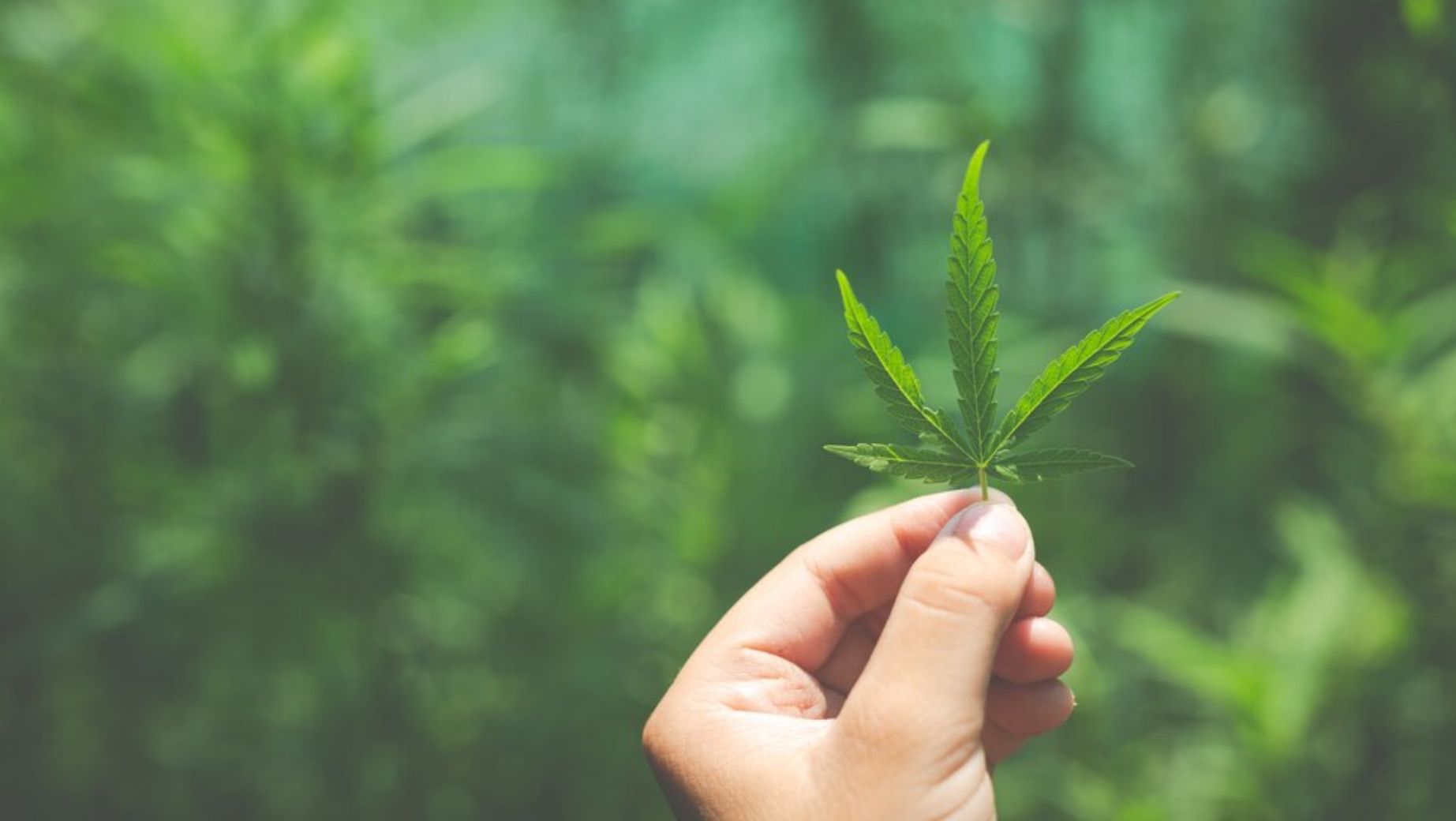 What is H4CBD and what are its effects?