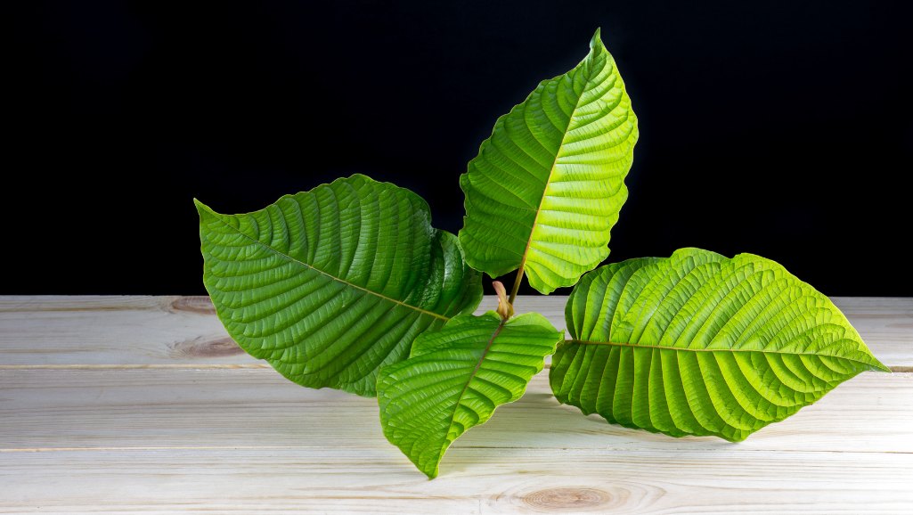 Czy kratom jest szkodliwy? Co każdy konsument powinien wiedzieć