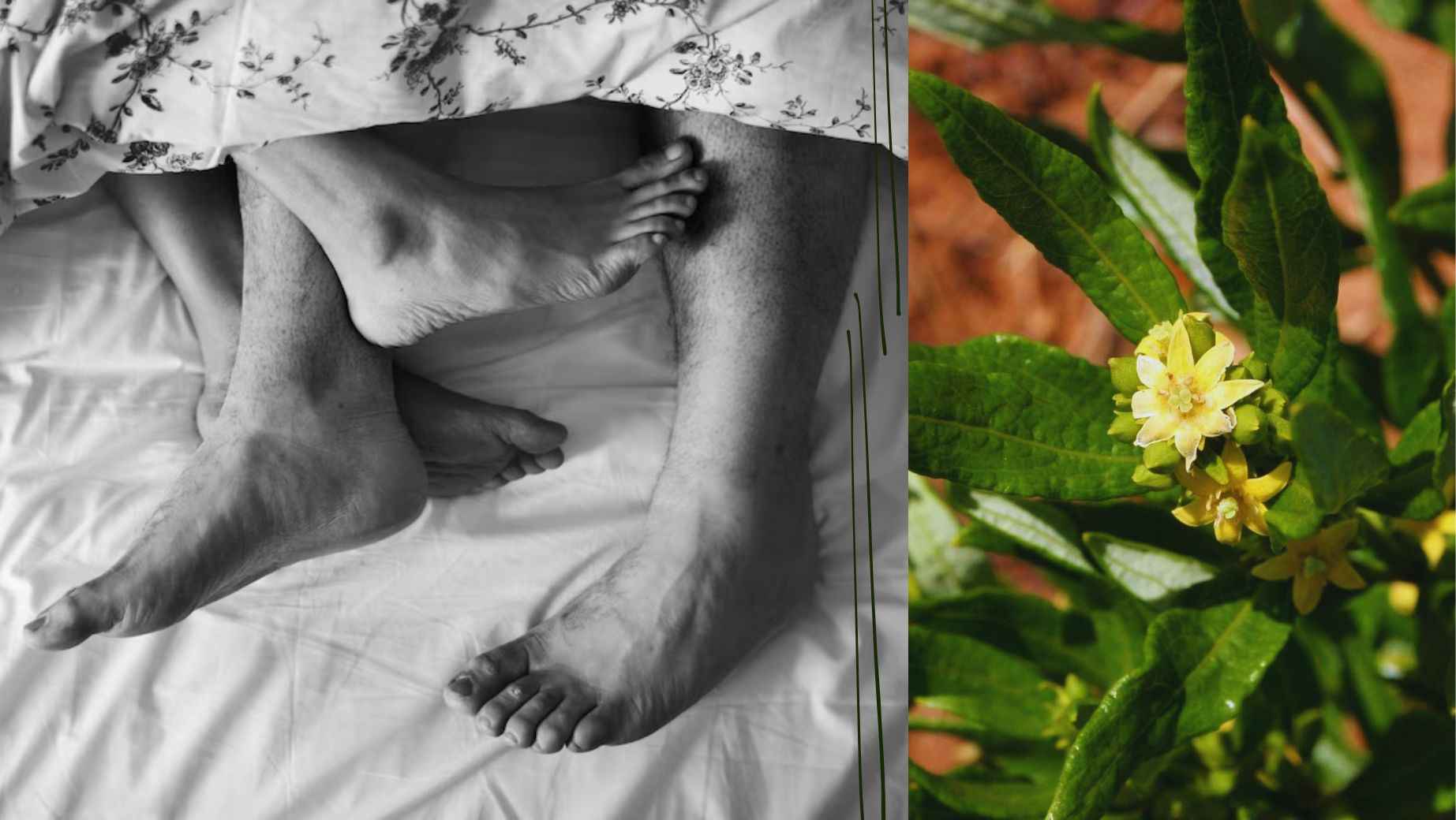 What is Fadogia Agrestis and how much does it increase testosterone?