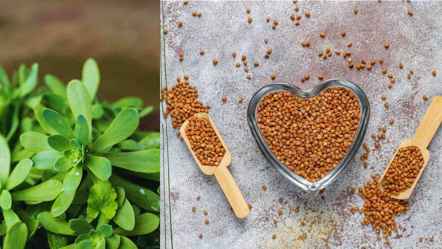 What is Fenugreek and what are its effects?