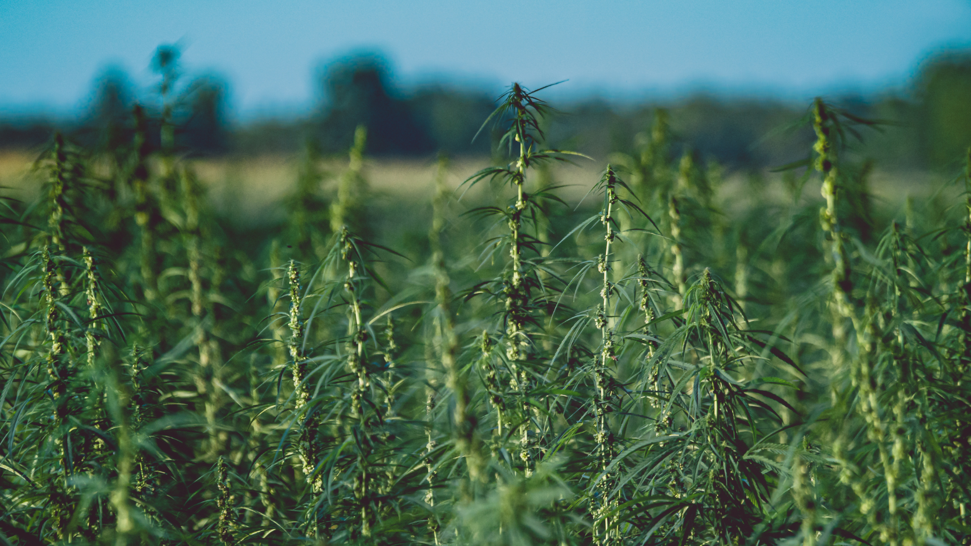 Introducing HHC, the newest hemp extract