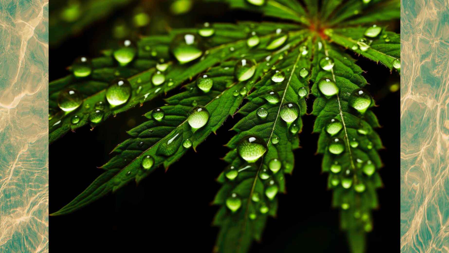 Was ist hydrophiles THC und warum ist es so beliebt?