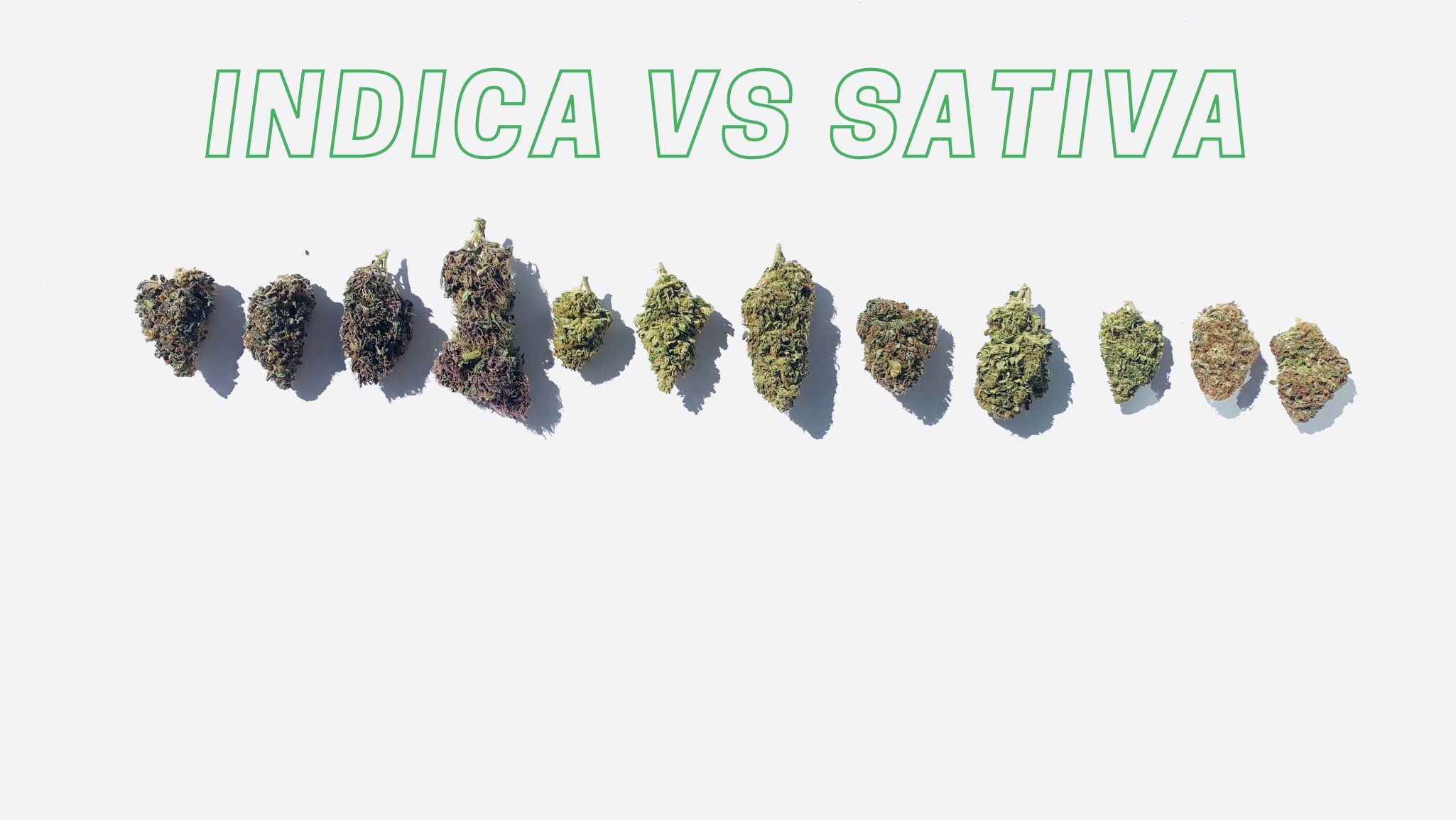 Indica vs Sativa: Mi a különbség köztük?