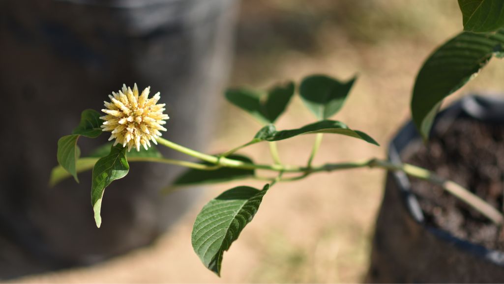 Ist Kratom eine magische Medizin oder eine psychoaktive Droge?
