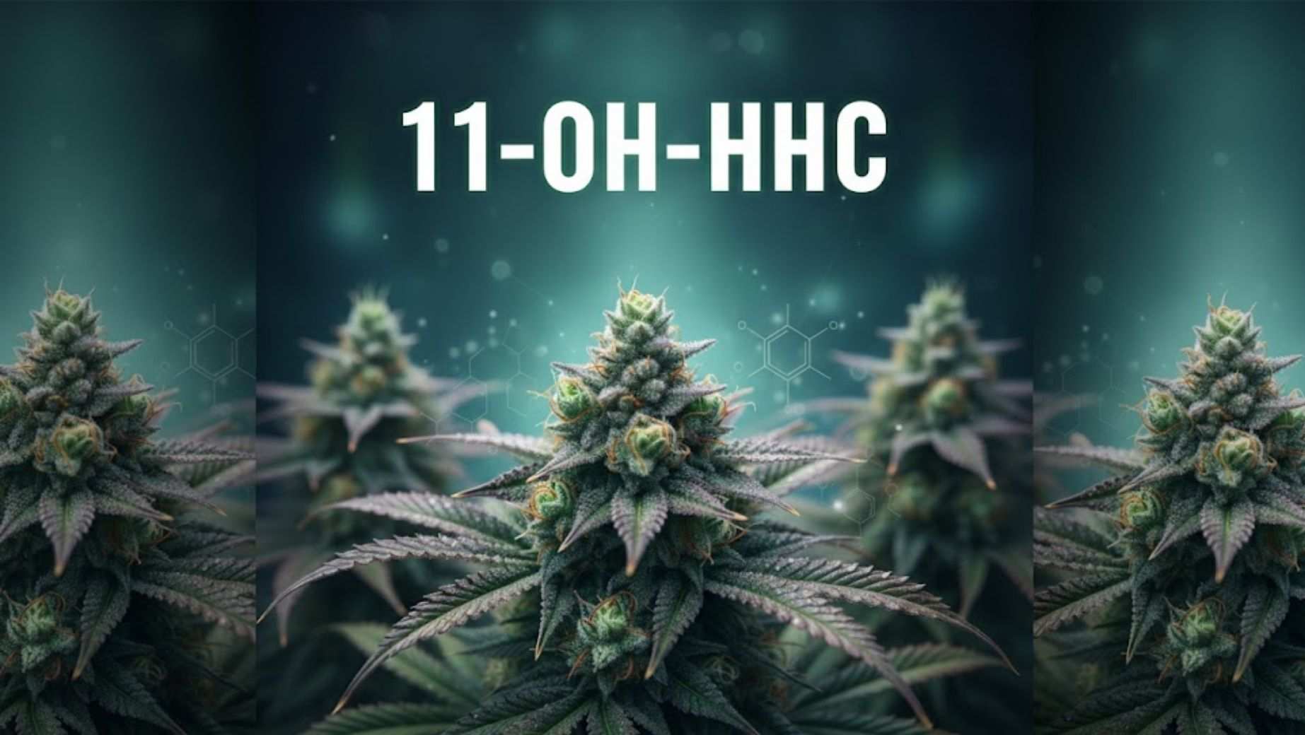 Jakie są efekty 11-OH-HHC?