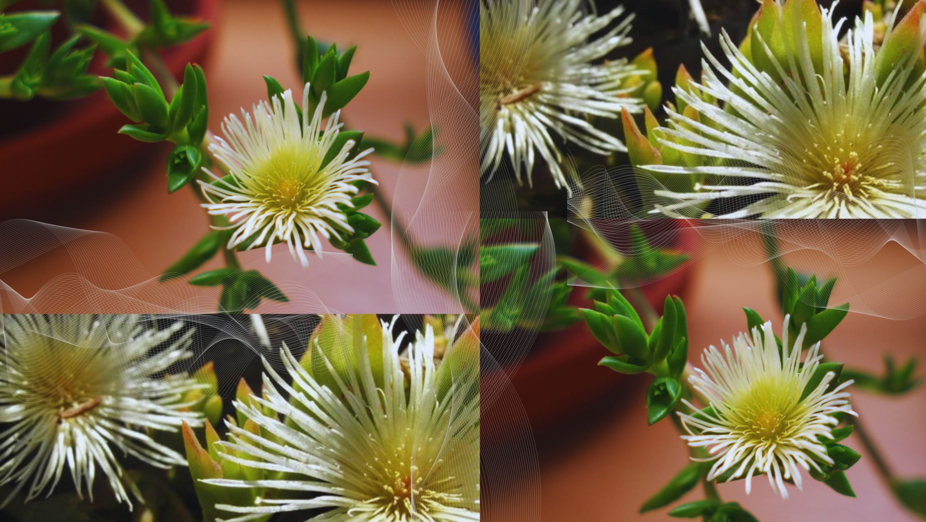 A canna kivonatot fontolgatja? Itt van, hogy miért éri meg