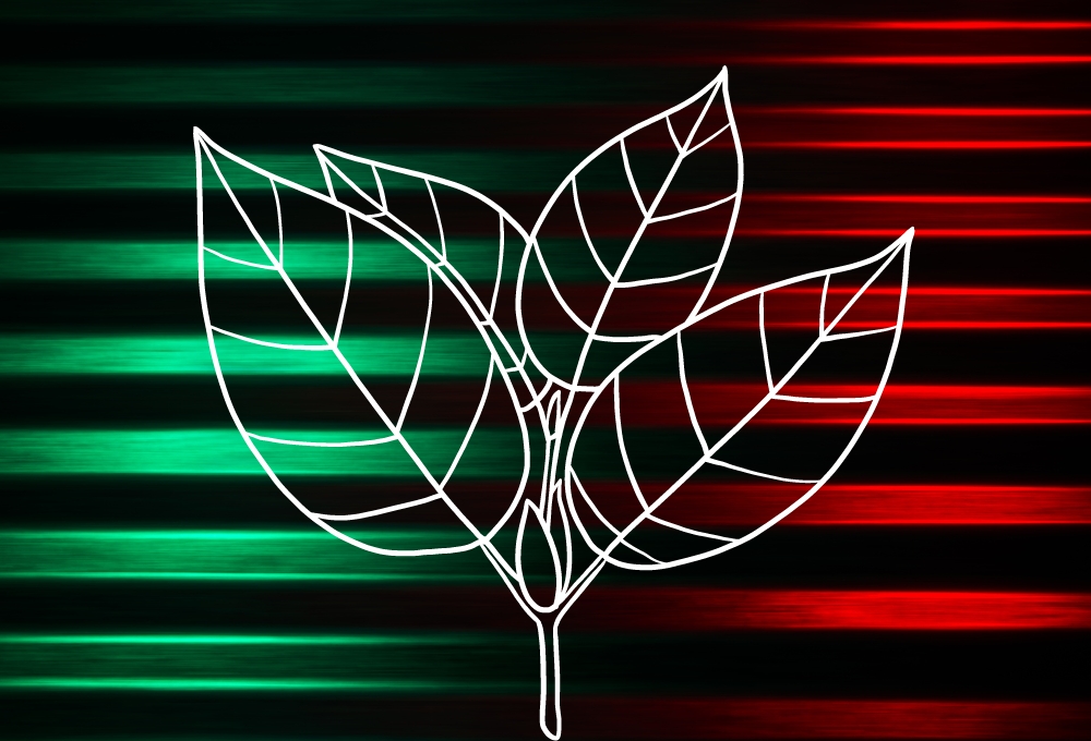 Stop overlooking the differences: Green and red kratom explained