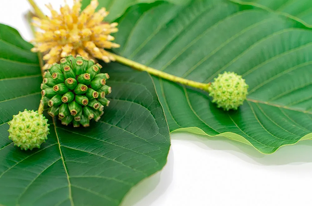 Ist der Anbau von Kratom schwierig?