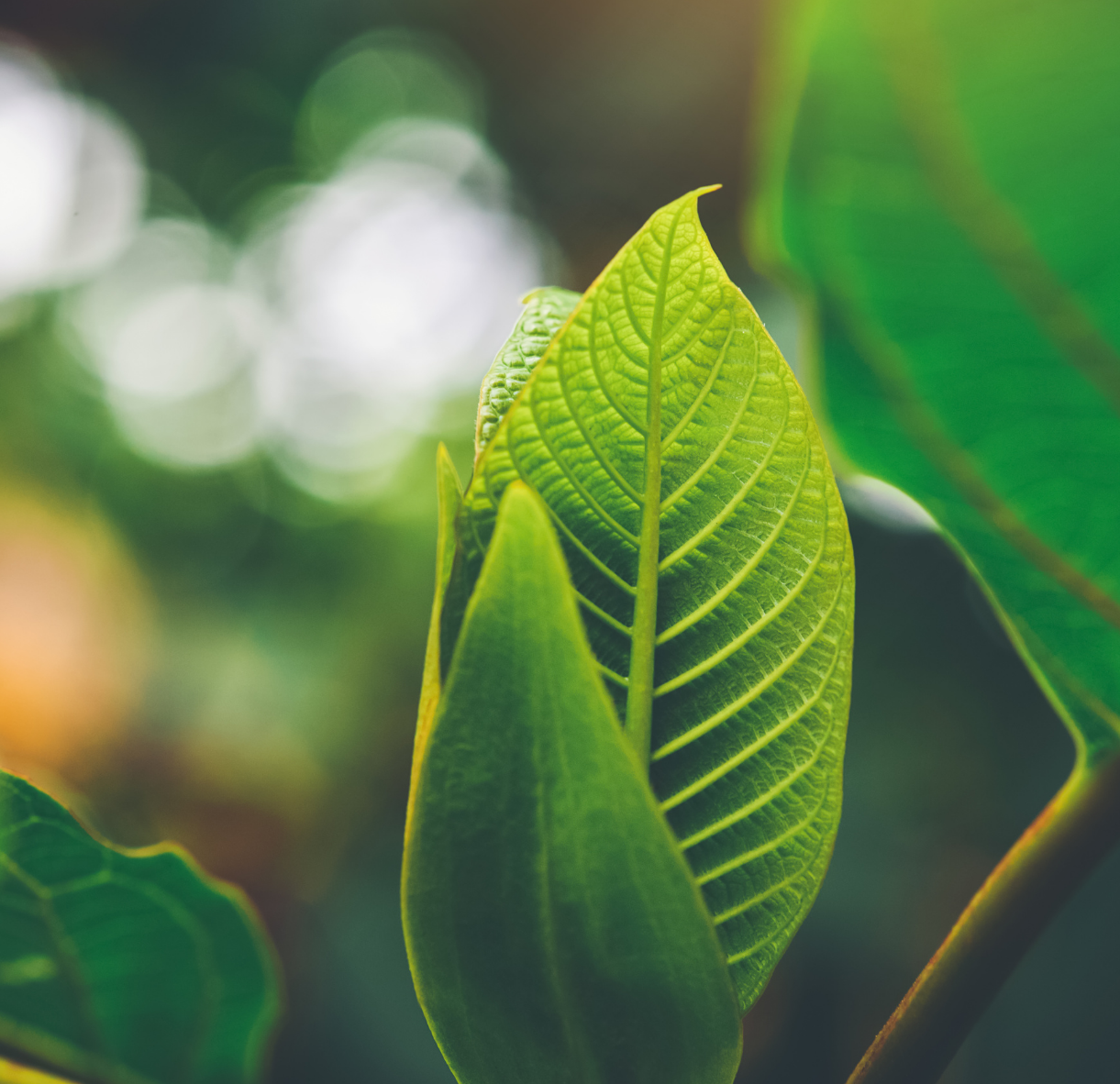 Nehéz a kratom termesztése?