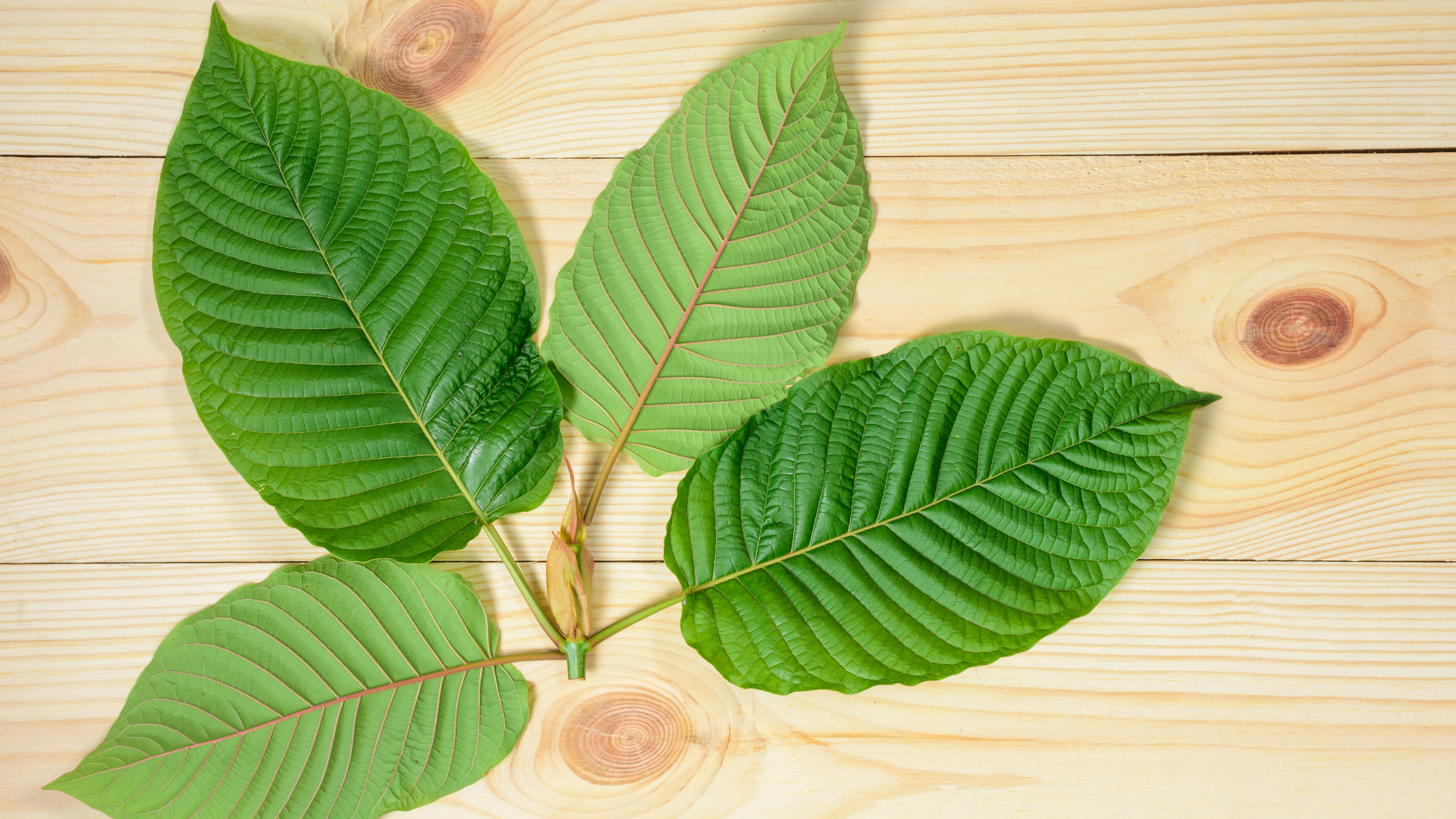 Kratom: új természetes sláger