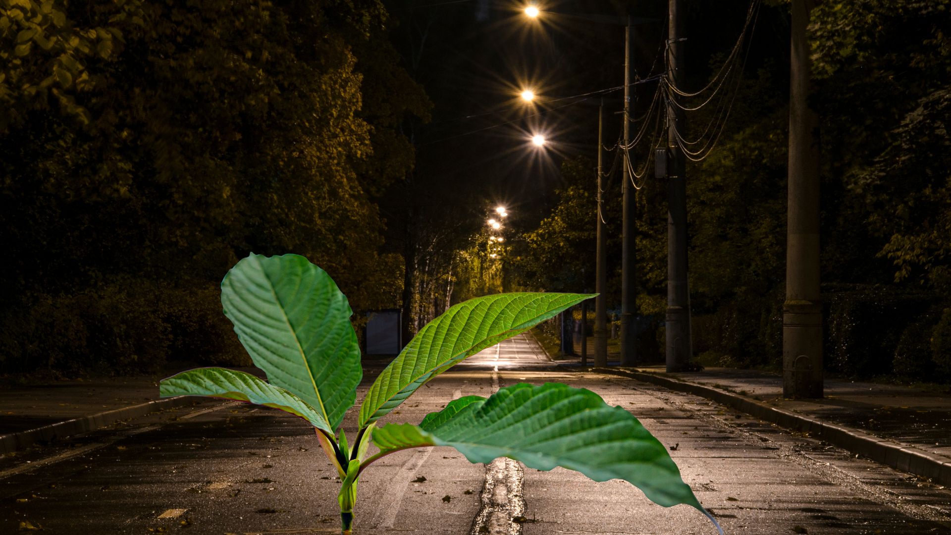 What is the street name for kratom?