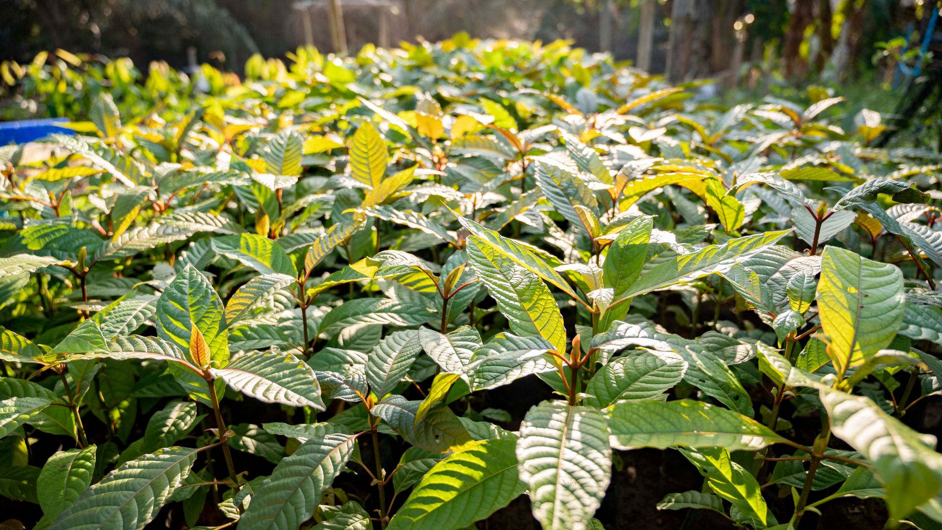 Mi a kratom hagyományos felhasználása?