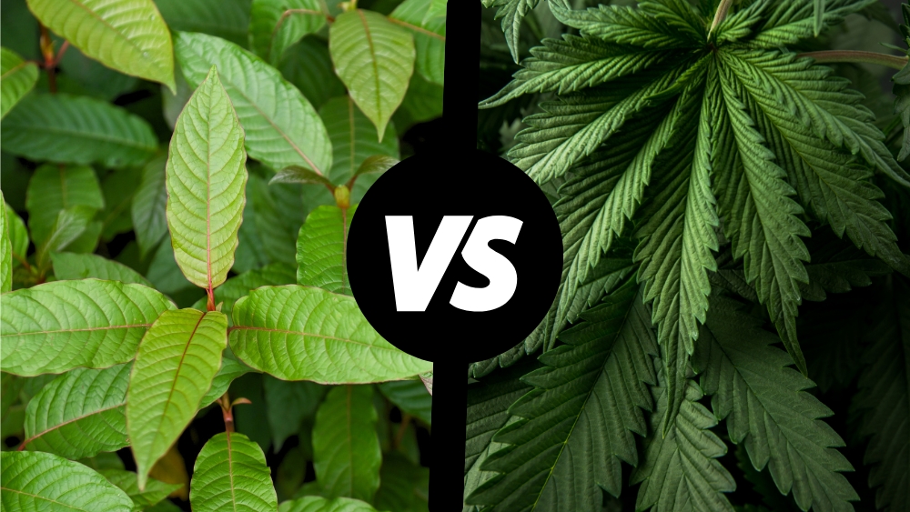 Kratom vs. Kender: Megértjük az alapvető különbségeket