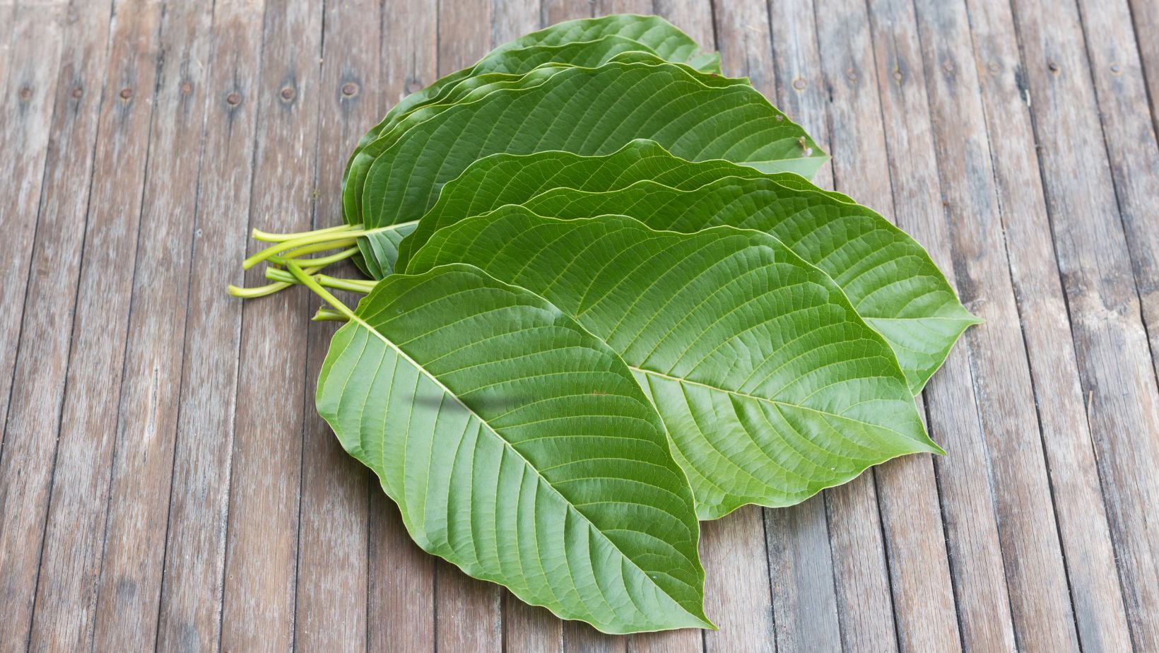 Kratom vs. Mitragyna Hirsuta and Javanica