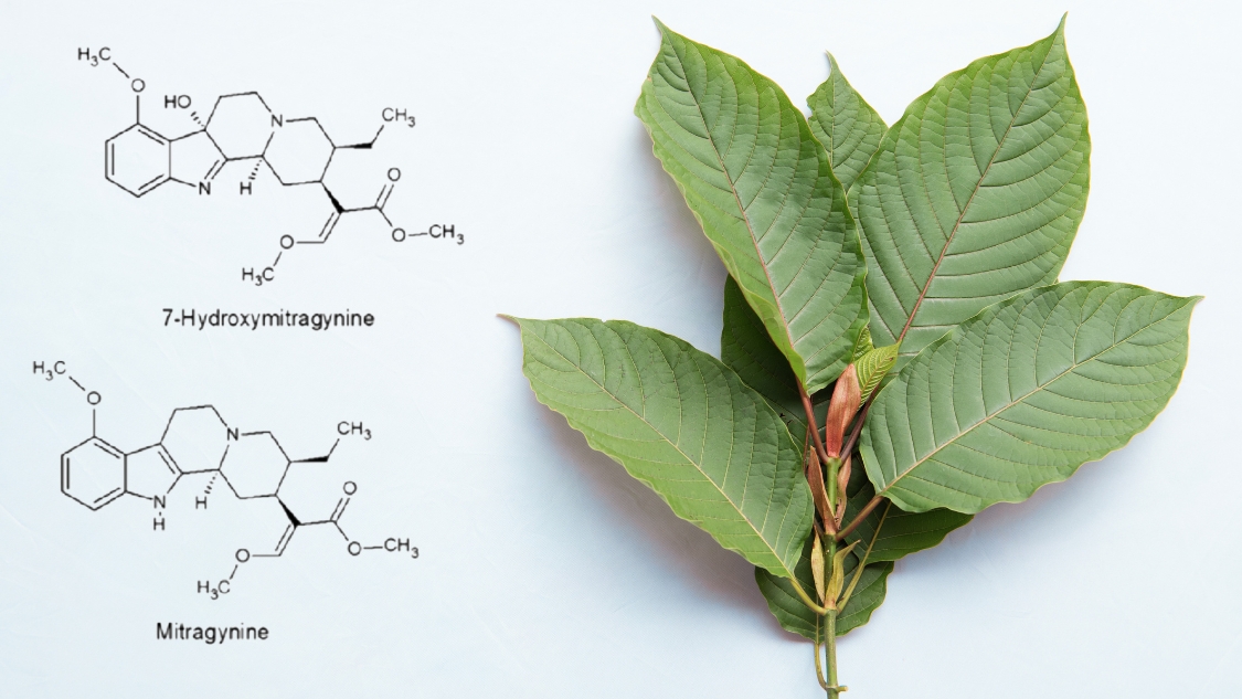 Was Ihnen nicht über den Kratom Wirkstoff gesagt wird