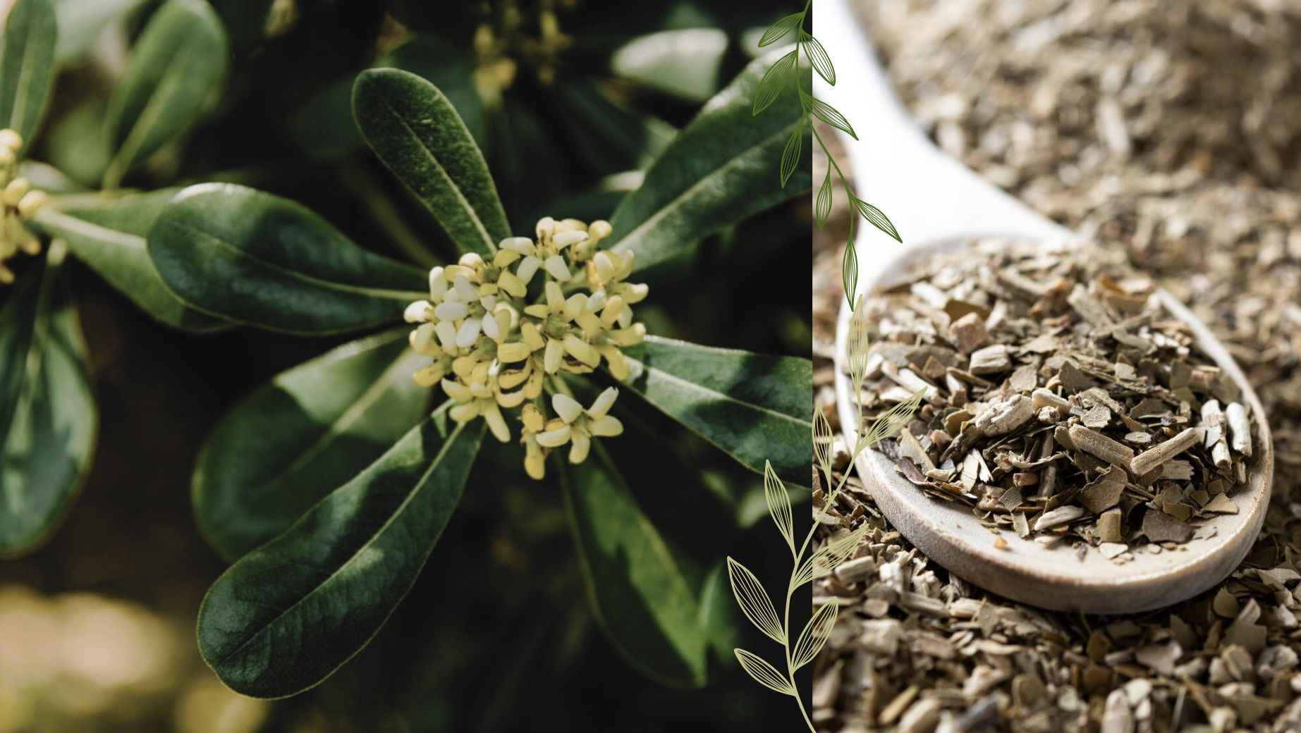 What are the effects of muira puama and what should you be cautious of?